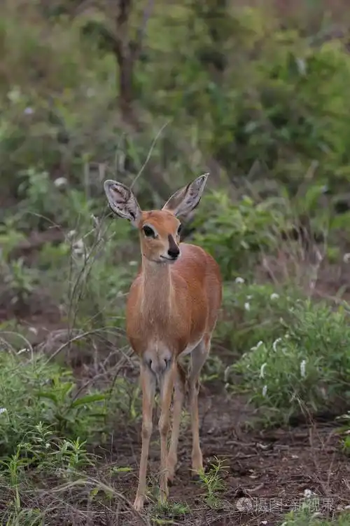 在克鲁格国家公园寻找食物的小羚羊