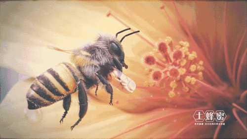 600_338gif 动态图 动图