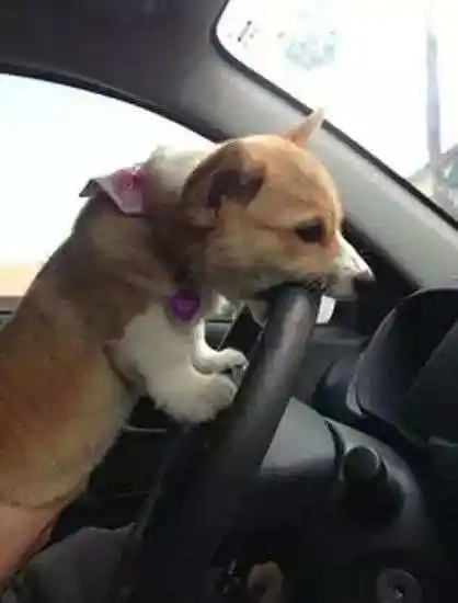 柯基开车"吓疯了",戏精上身后,那表情承包了我一年的笑点