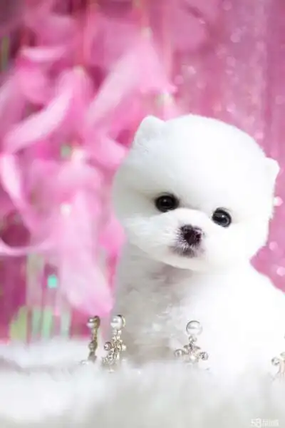 茶杯犬简笔画 - 堆糖,美图壁纸兴趣社区