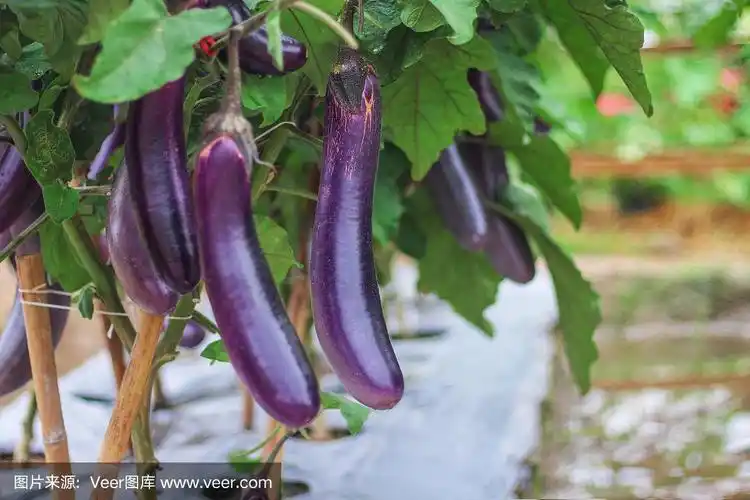 在有机蔬菜农场,紫色茄子群挂在树上