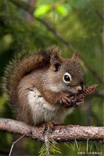 超萌可爱的动物,有一颗善良的心