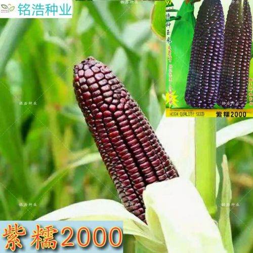 菜友菜友玉米种子紫糯2000玉米紫甜糯甜糯玉米种子高产春夏季黑紫糯玉