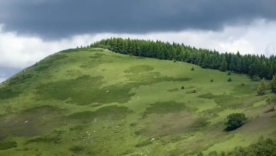 高山草甸和密集丛林