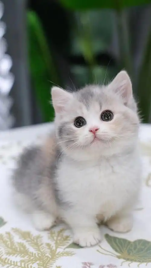 英短三花##英短猫