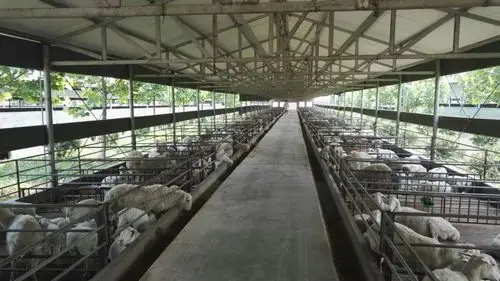 标准化羊舍