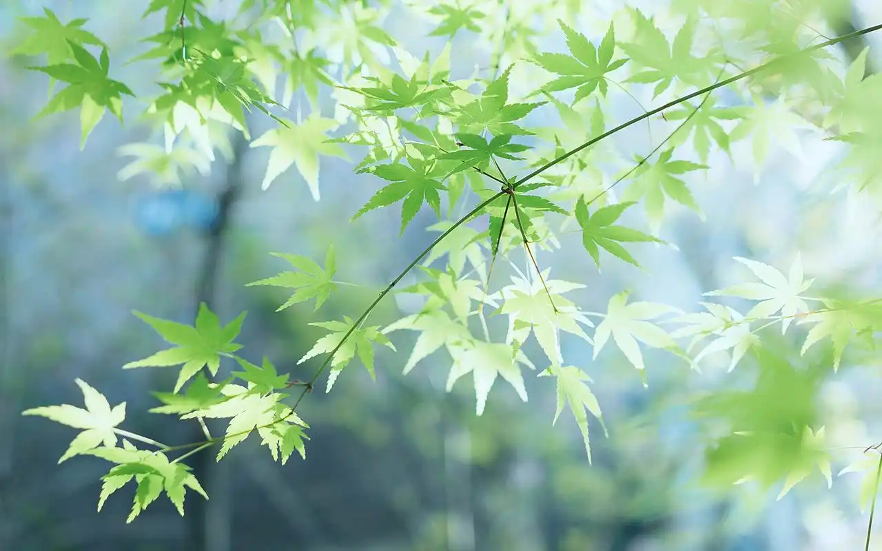 首页 桌面壁纸 植物壁纸 清护眼花卉植物高清电脑壁纸图片