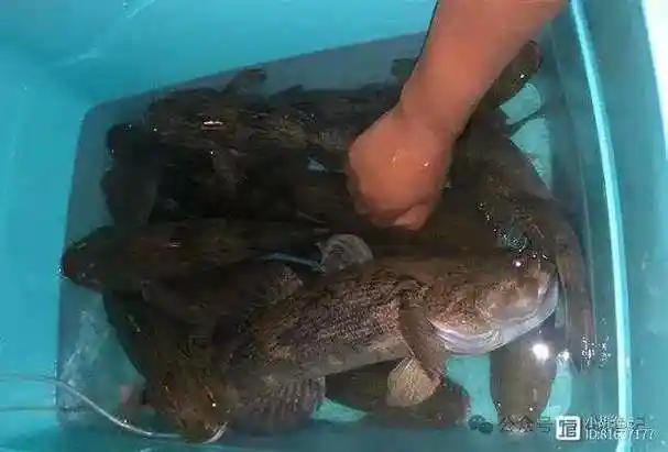 一夜暴富云南水库惊现大量笋壳鱼男子夜钓爆连不断