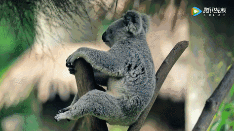 自带萌感也是没办法吃吃吃睡睡睡,拍照时抢个镜靠卖萌为生的大熊猫