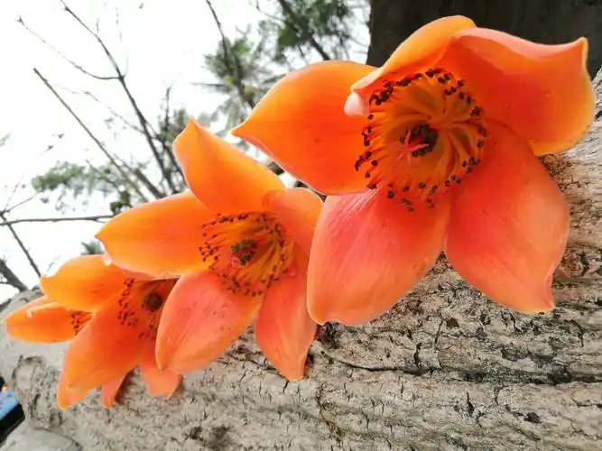 又是一年木棉花开