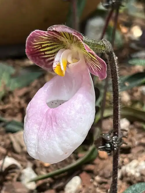 萌萌哒兜兰小可爱