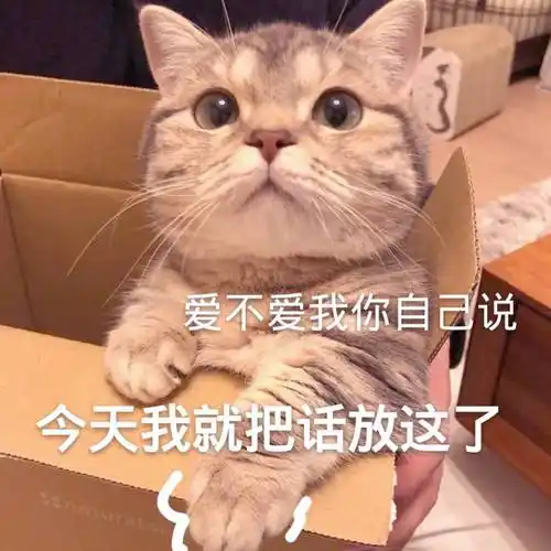 爱不爱我你自己说,今天我就把话放这了(猫咪)_猫咪_爱不爱_今天_自己