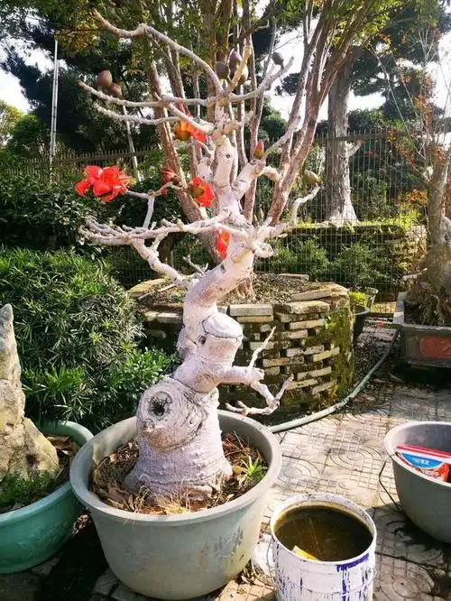 木棉花树,我们见多了,不过这样的木棉花树,你绝对没见过!