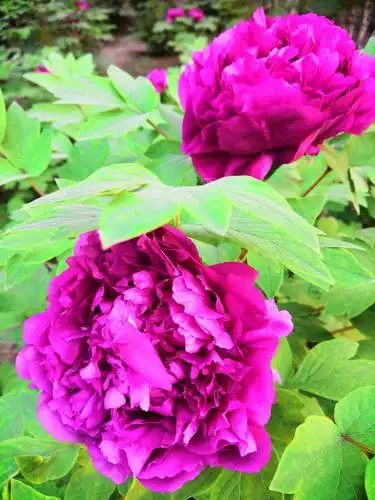 【牡丹花王一洛阳红】