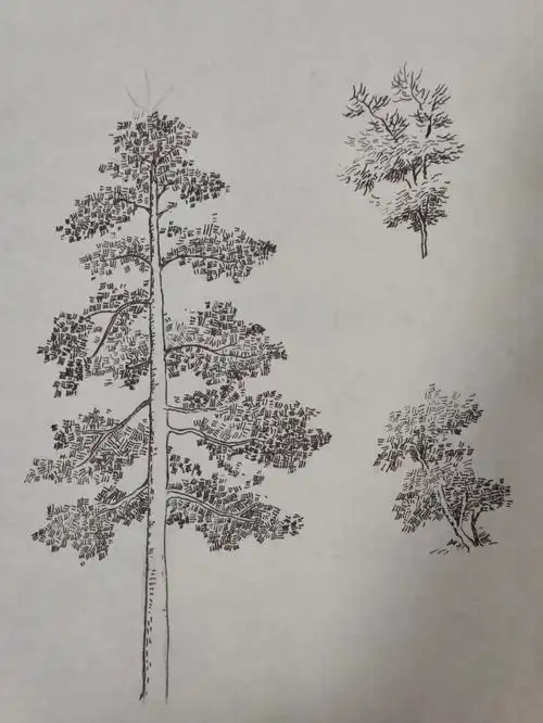 学生知识树画法教给你,让孩子自己动手画一棵吧_百科-探索生活