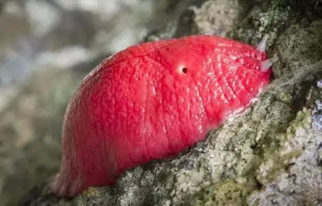 红色的小虫子,碰一下会缩成一团,很小,窗户下面的槽子里,昨天下了雨