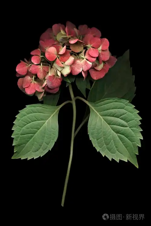 黑色的绣球花绽放