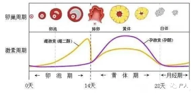 它存在的意义是分泌孕激素,想要孩子的时候方便受精卵着床.