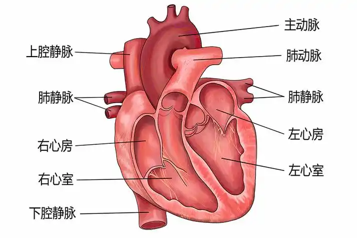 心脏结构图