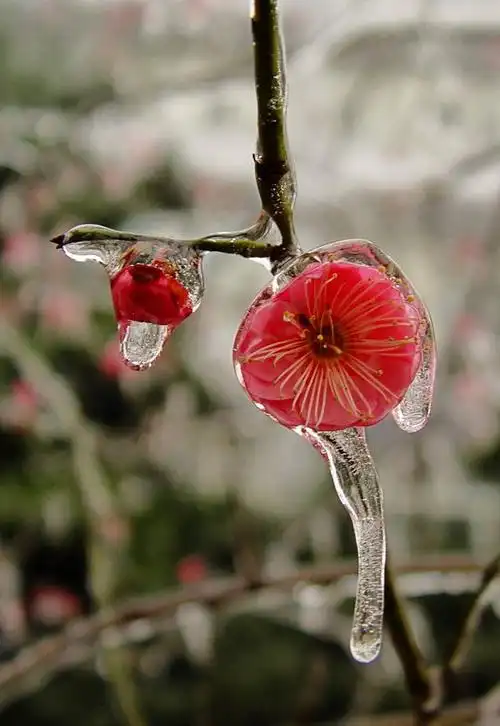 最能体现梅花的精神的红梅--冰雪红梅