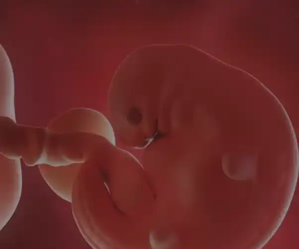 怀孕六周,如果你有这些症状,恭喜你,胎儿正常_检查_肚子_医生