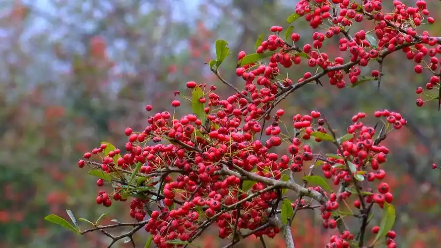 涪陵漫山火棘树红彻一个冬