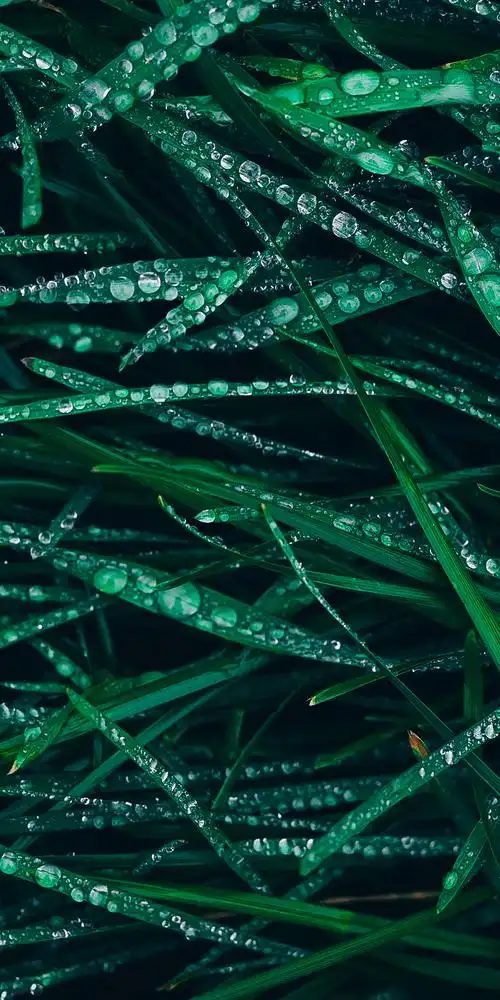 4k高清清新绿草壁纸