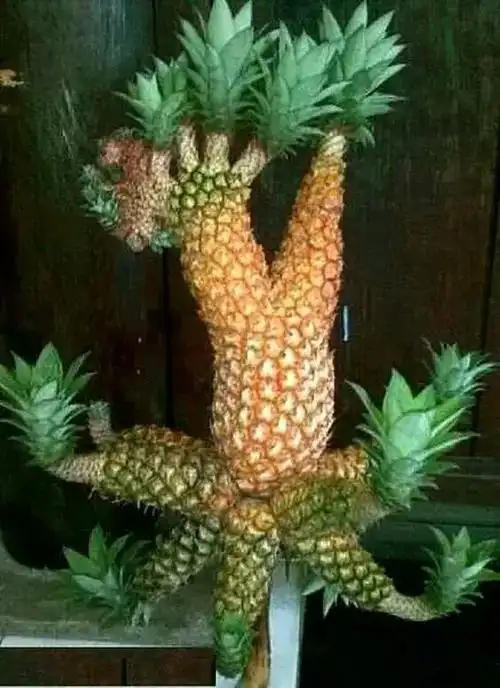 十种长相恐怖的水果价贵营养高