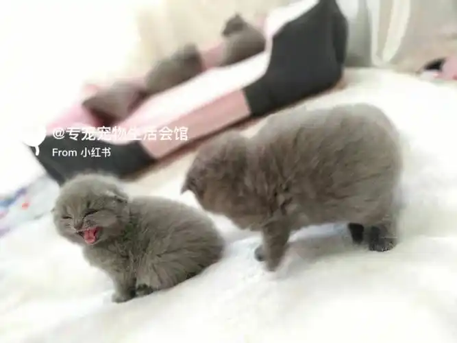 新手养猫好上手之79蓝猫