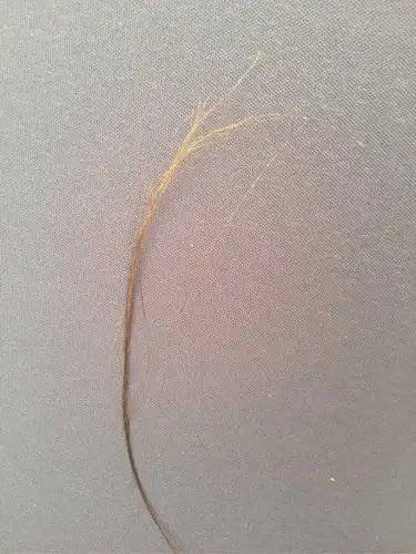 发根2-5厘米处枯萎发白,发尾是正常的,不知道什么原因