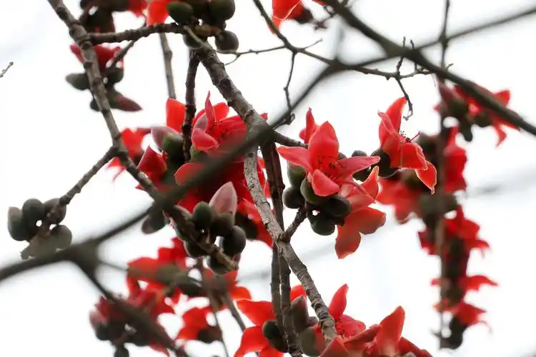 广东佛山木棉花怒放 好似一团团火焰在"燃烧"