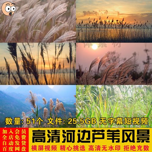 唯美秋季秋色河边草丛芦苇花草摇晃风景特写镜头短视频剪辑素材