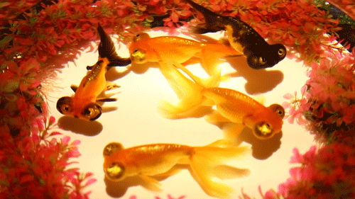 美炸了快抢免费门票吸引百万家庭打卡的溢彩金鱼秀登陆六安