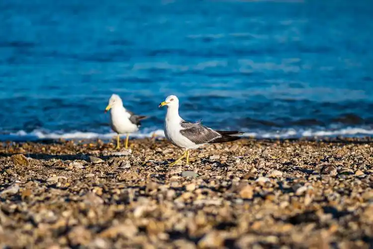 海滩上散步的海鸥(组图)