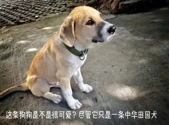 狗狗是人类最忠诚的朋友不爱请别伤害0505