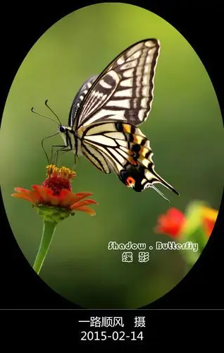 美丽的柑橘凤蝶