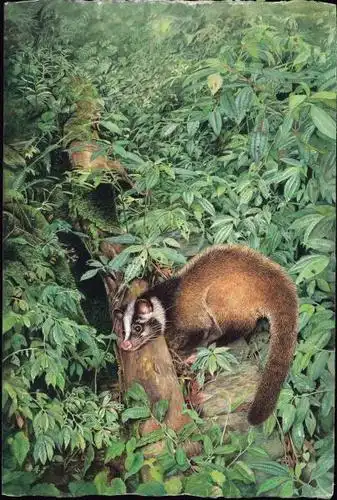 白鼻心paguma larvata taivana swinhoe, 1862