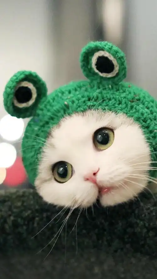 超级可爱的小猫咪