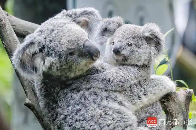六代同堂考拉家族老祖宗在中国越活越精神