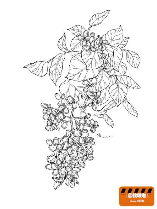 花卉练习丁香276