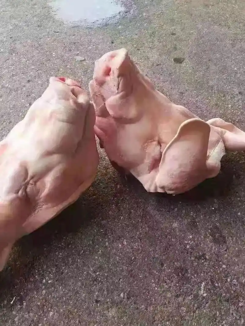 国产一级母猪头松香拔毛,干净,带耳,劈开,价格7600一吨, - 抖音