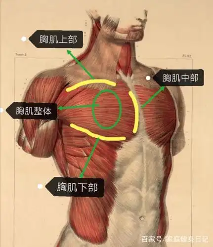 分别给朋友们介绍如何在家里锻炼自己得胸肌,腹肌,背肌,臀腿肌肉等等