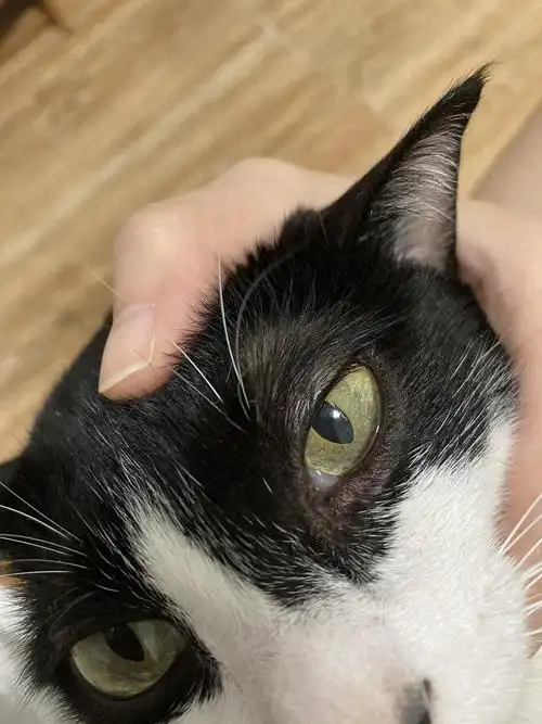 【讨论】求问猫咪下眼睑脱毛红肿是怎么了