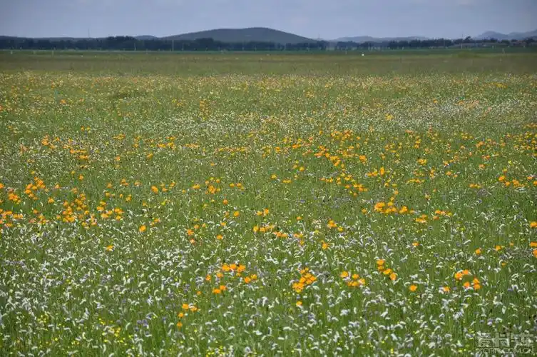 张家口沽源 五花草甸