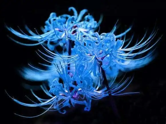 曼珠沙华,彼岸花 花开不相见