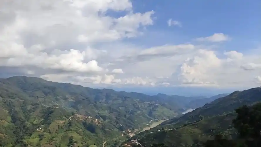 为何冰岛老寨的茶是甜的?