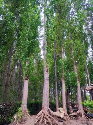 一颗大白杨,长在大路旁……白杨树是新疆干旱地区最常见树种,高大挺直