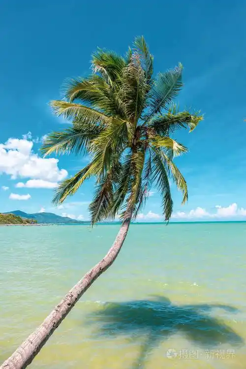 泰国kohsamui岛海洋上的椰子树对蓝天