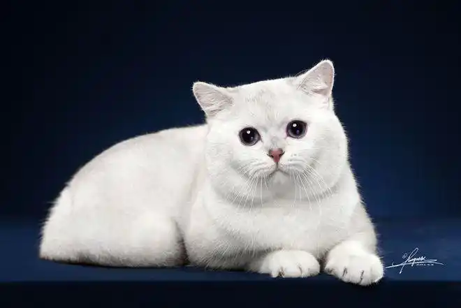 小胖子英国短毛猫_网易订阅