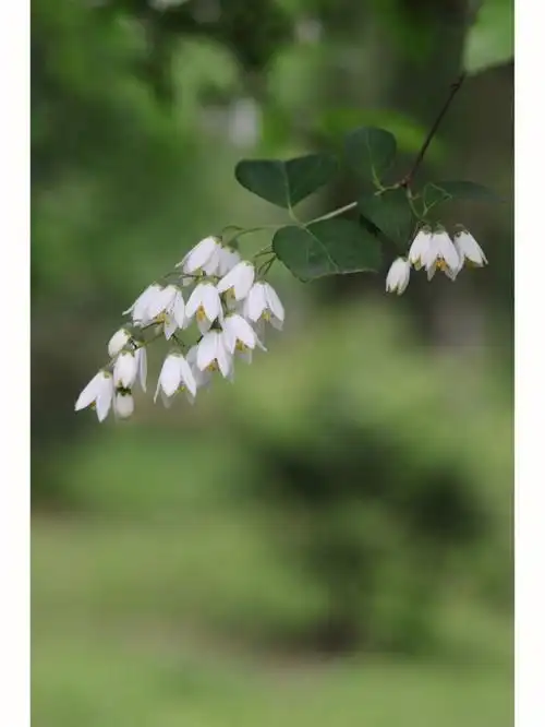 是虎耳草科溲疏属落叶灌木,圆锥花序,伞房花序,聚伞花序或总状花序